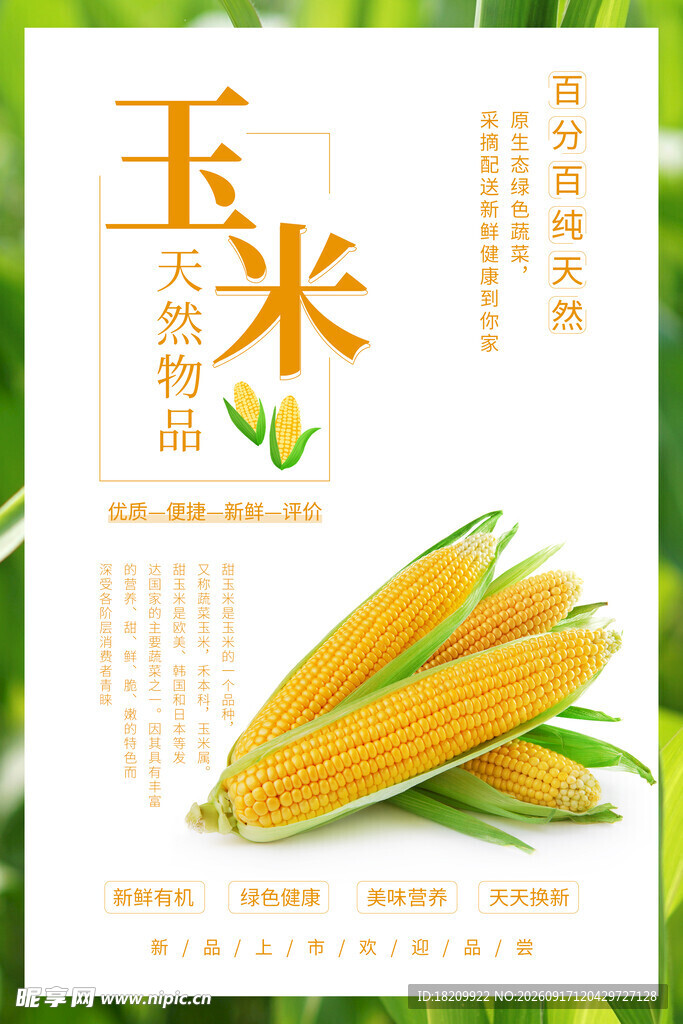 玉米