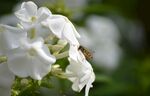蜜蜂采蜜于白色花朵间