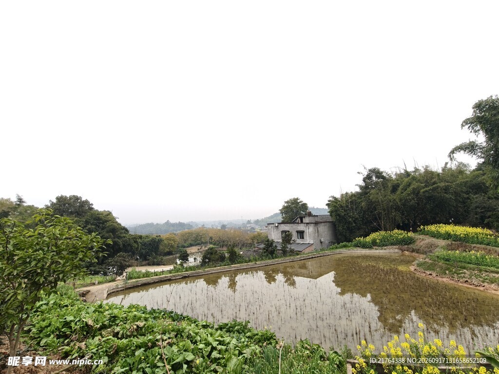 乡村池塘边的自然景致