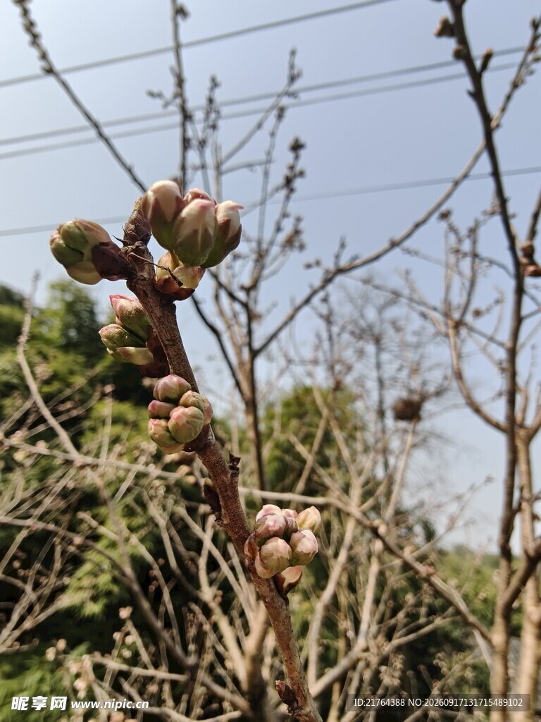 枝头萌动的植物花苞 樱花
