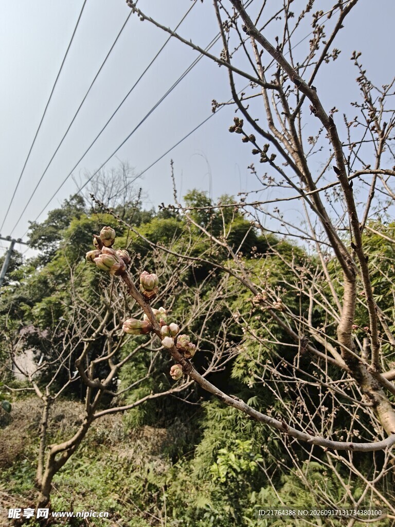 树枝缠绕电线的自然景象
