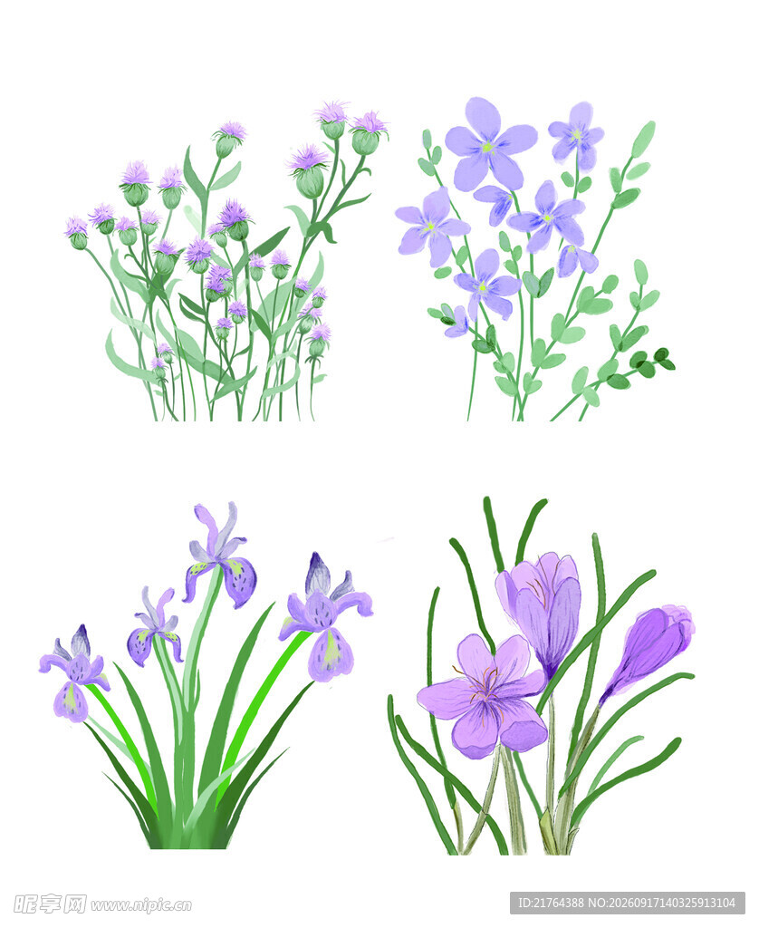 紫色花卉植物插画集合