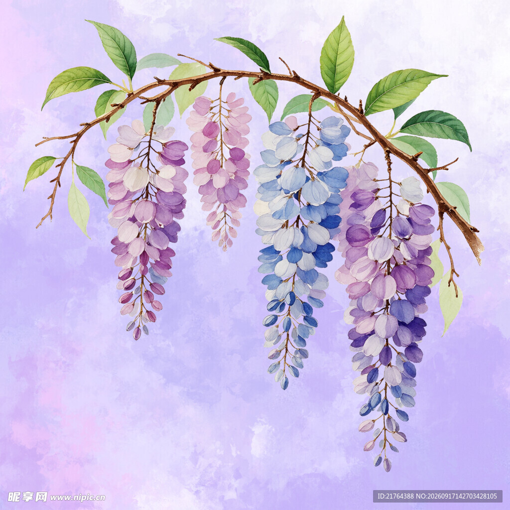 梦幻紫藤花枝条绘画