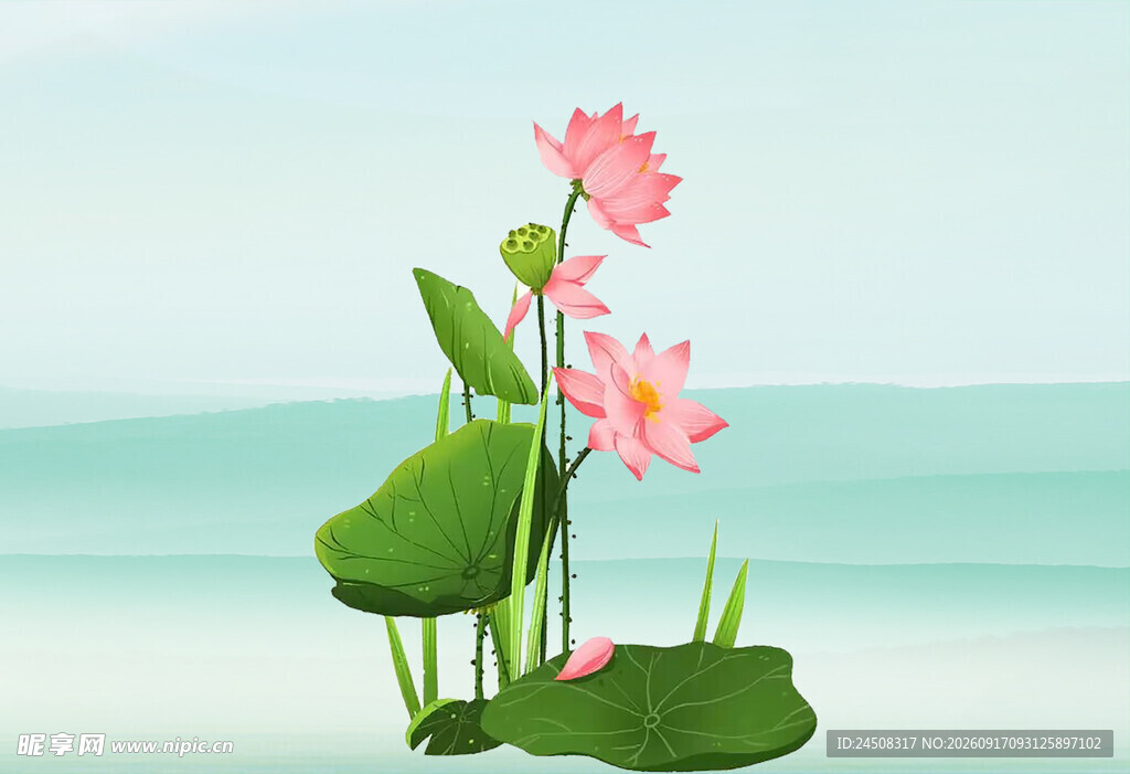 夏日荷花插画