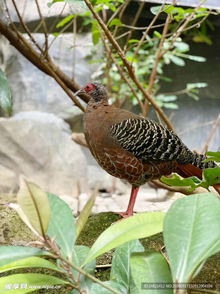 枝头彩羽鸟