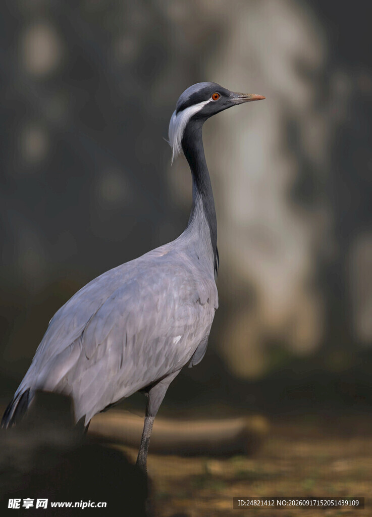 灰鹤独立