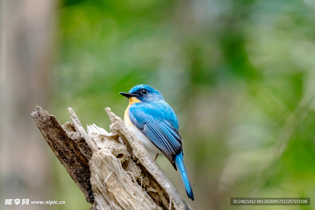 蓝鸟栖息于树桩上