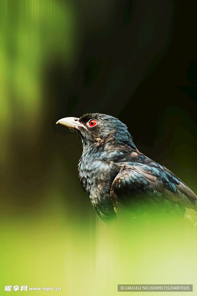 枝头黑鸟特写