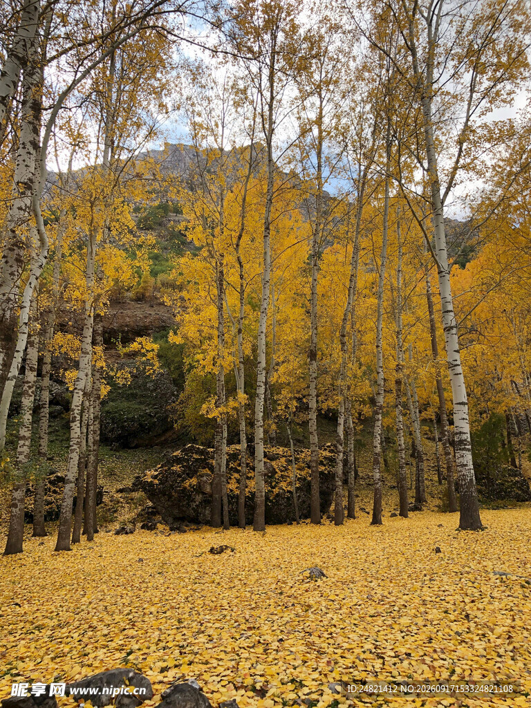 秋日金黄树林美景