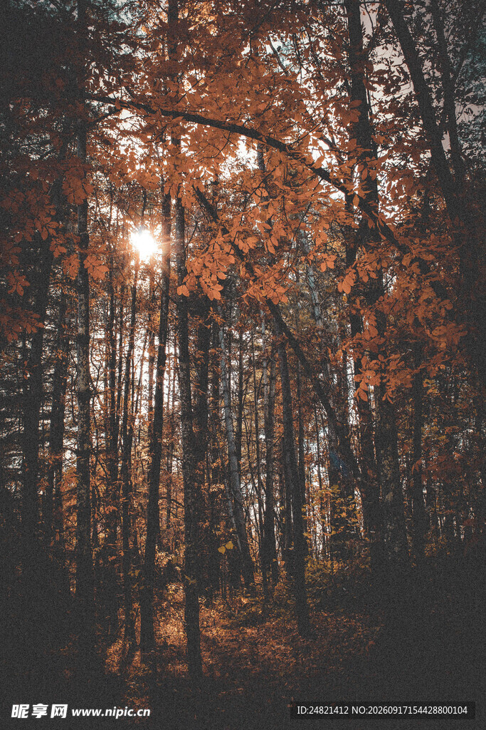 秋日枫林