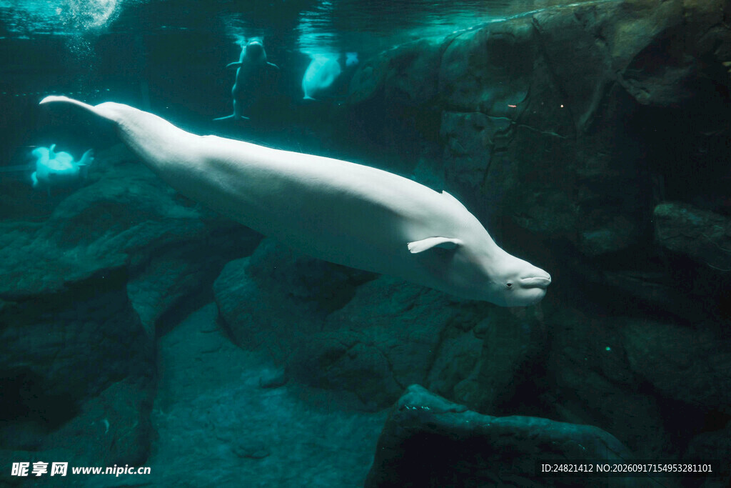 白鲸在水中优雅游动