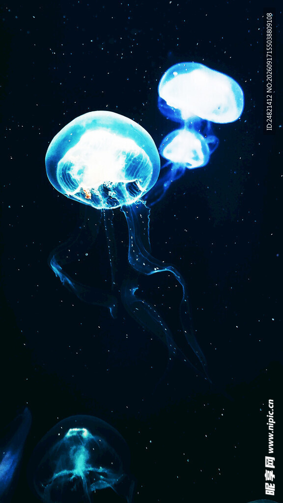 梦幻发光水母在水中摇曳