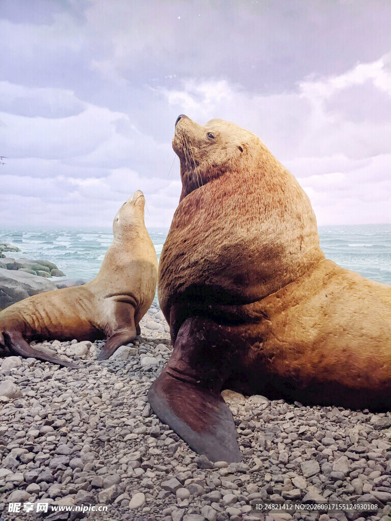 海滩上休憩的海狮