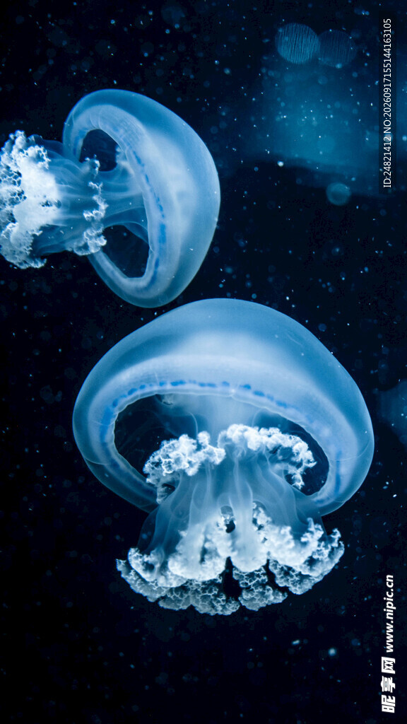 梦幻深海中的水母精灵