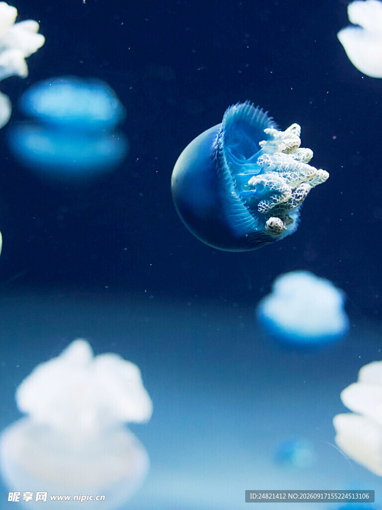 梦幻蓝色水母在水中漂浮