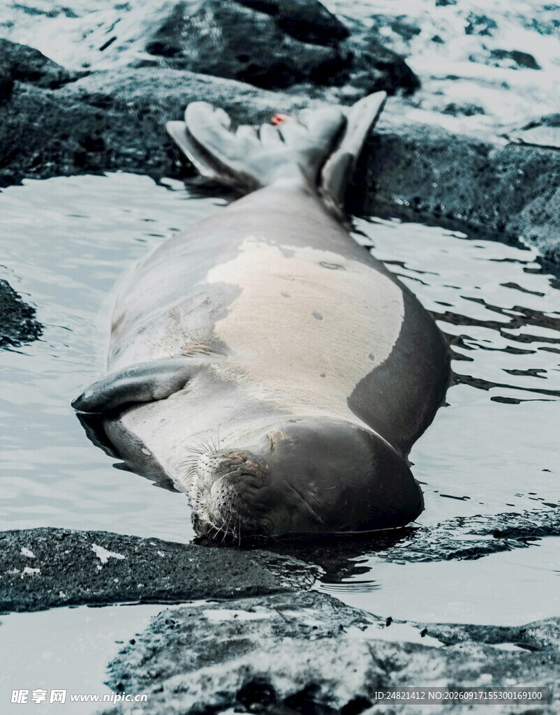 海滩上休憩的海豹