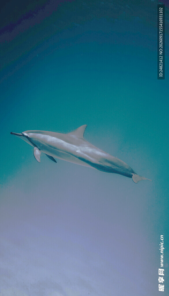 海中畅游的优雅海豚