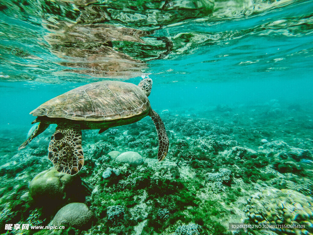 海底遨游的海龟