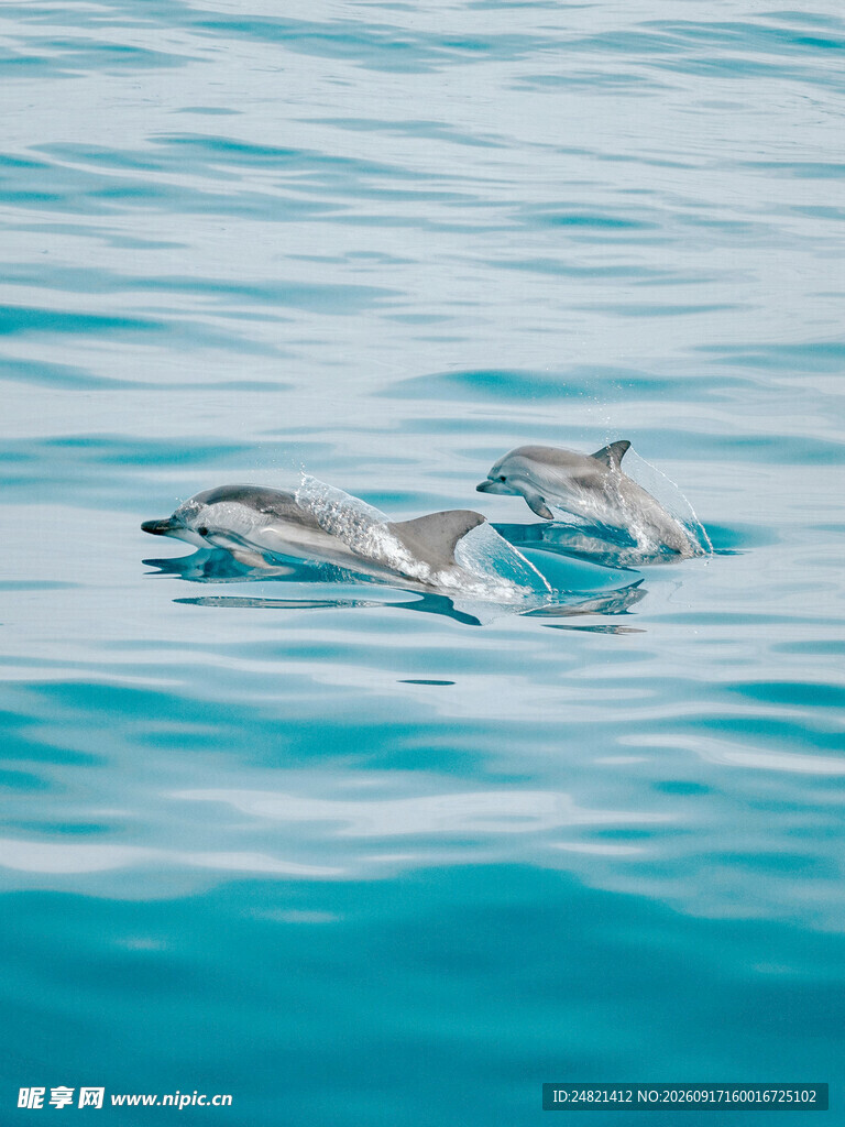 海中嬉戏的灵动海豚