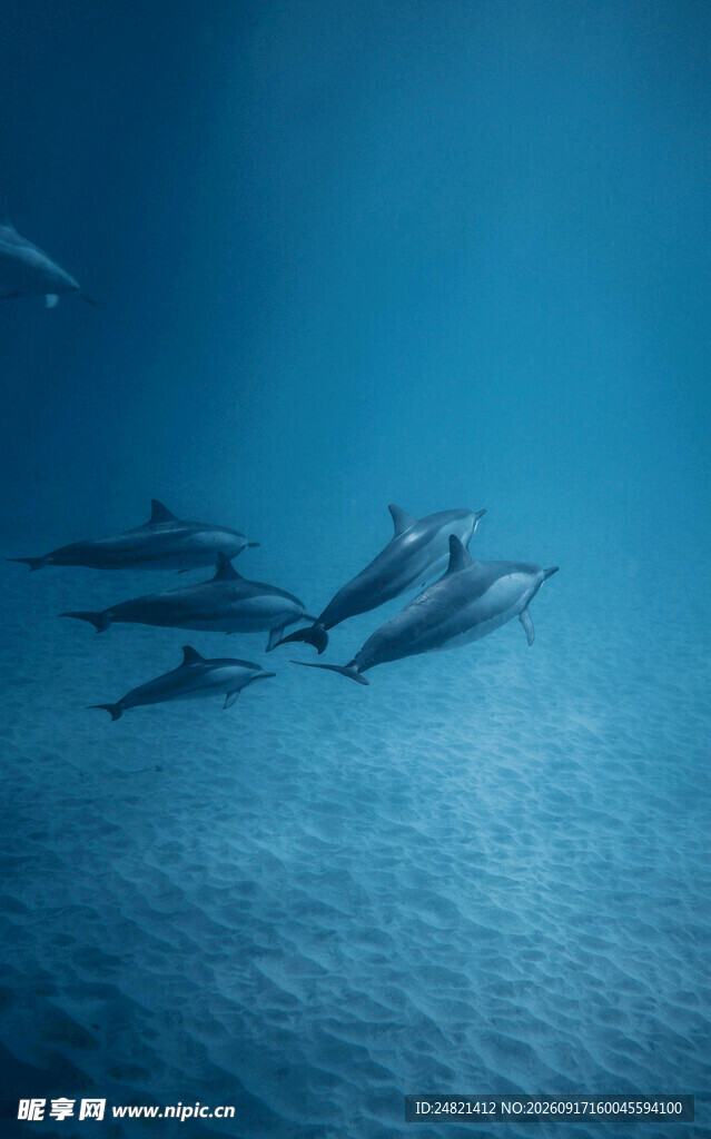 海洋中畅游的一群海豚