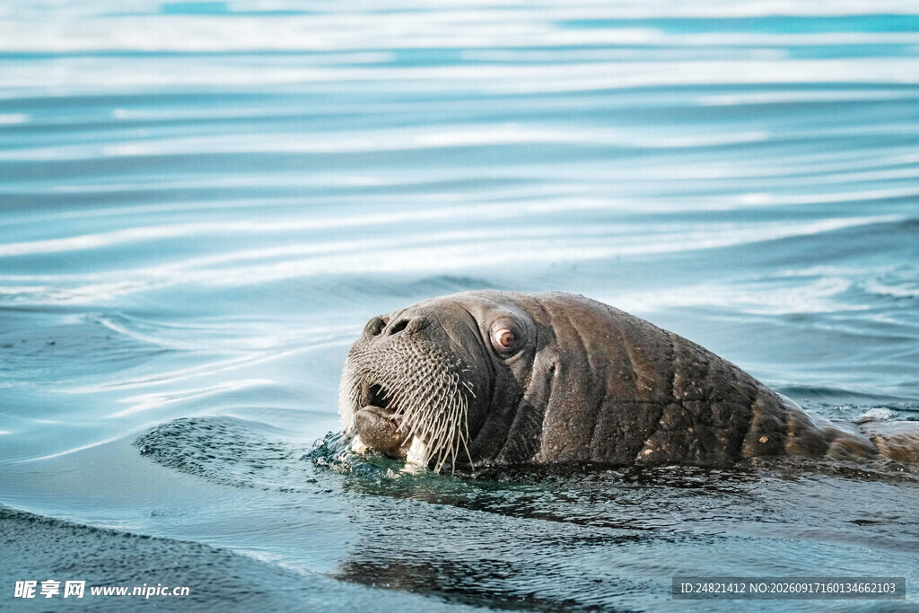 海象水中进食