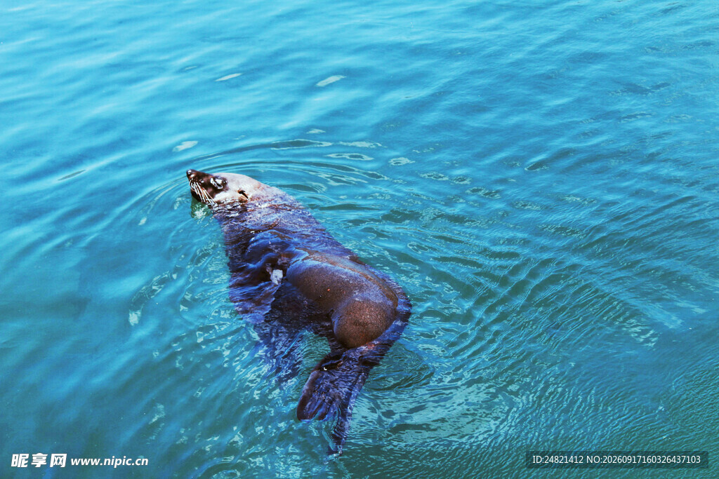 海獭水中漂浮