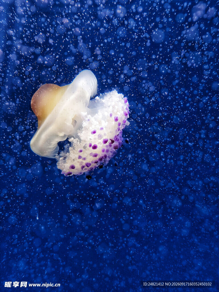 蓝色背景上的可爱小章鱼