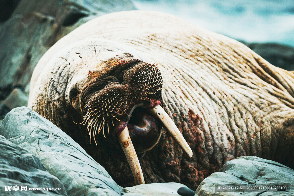 海象休憩于石堆间