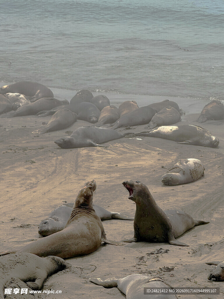 海滩上的慵懒海豹