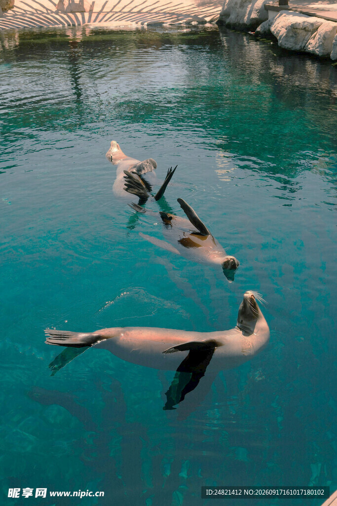 水中嬉戏的海狮