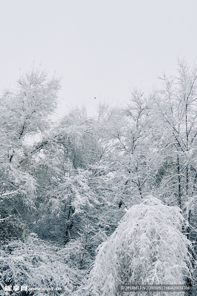 雪覆树林美景