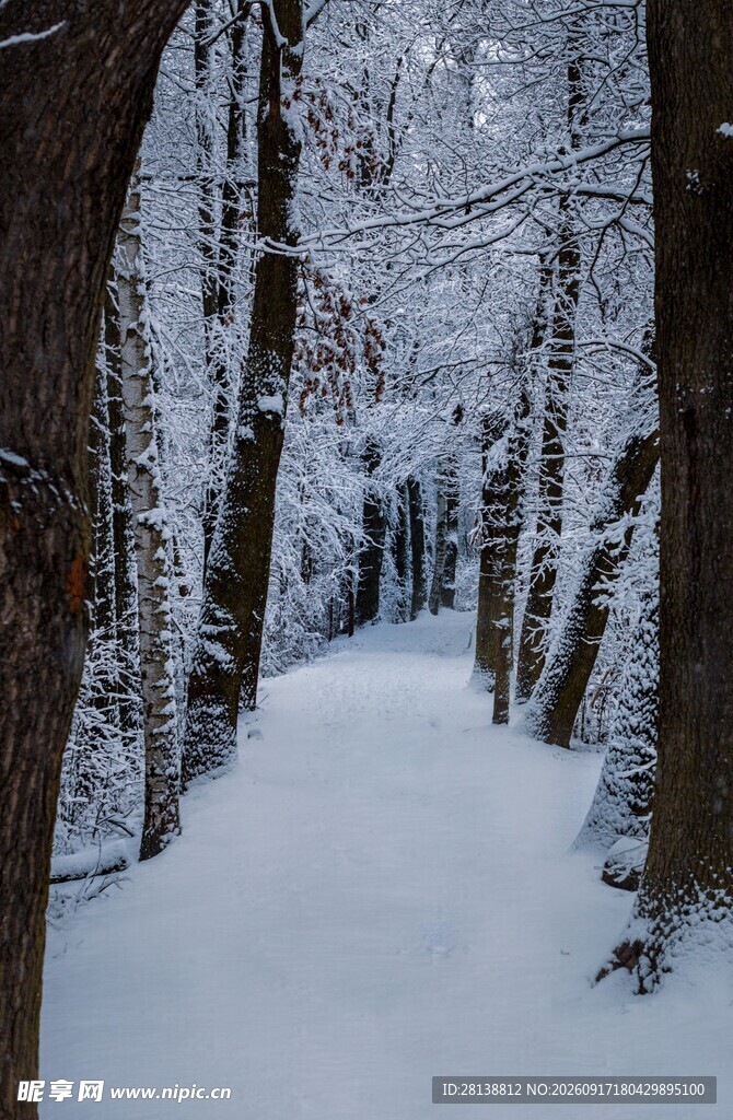 雪覆林间小道