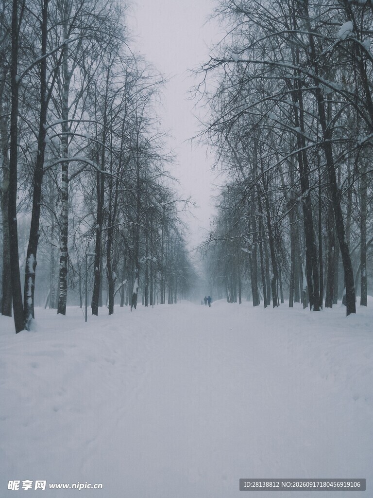 冬日雪林静谧景象