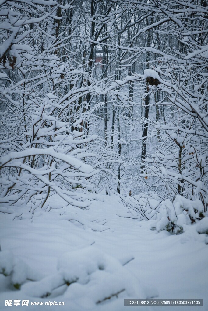 冬日雪覆森林美景