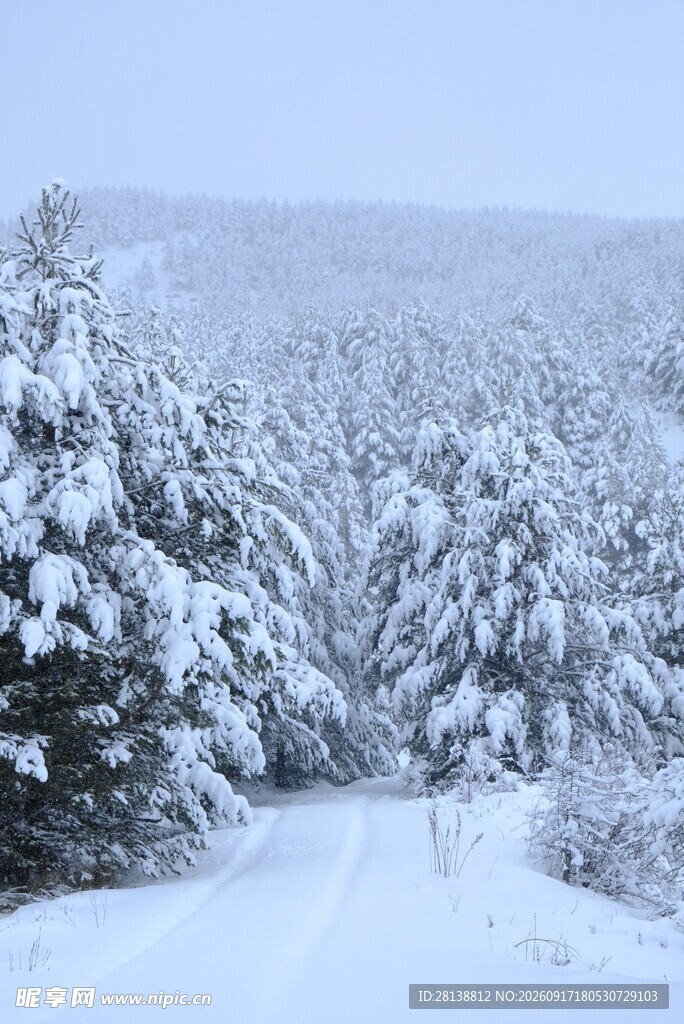 冬日雪林小道美景