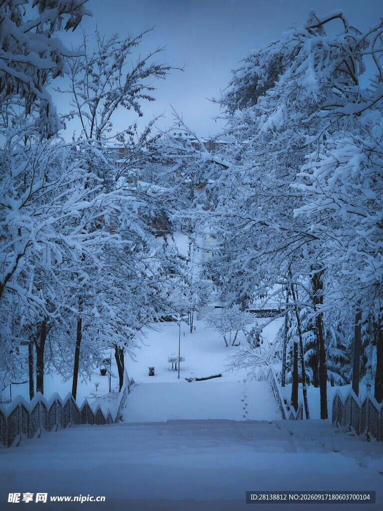 冬日雪景中的静谧林间小道