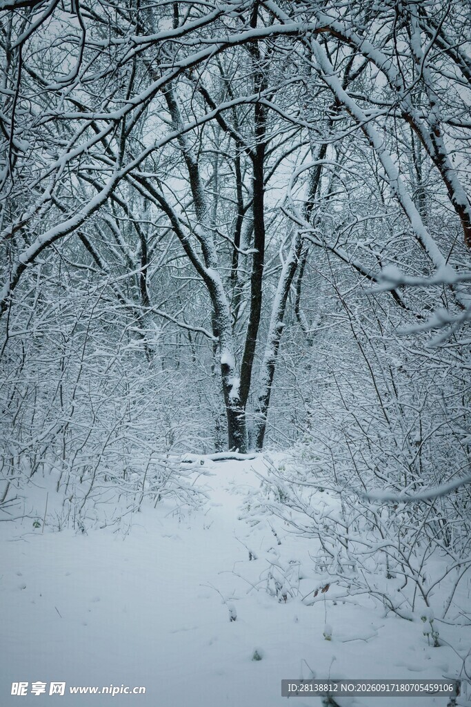 冬日雪覆树林美景
