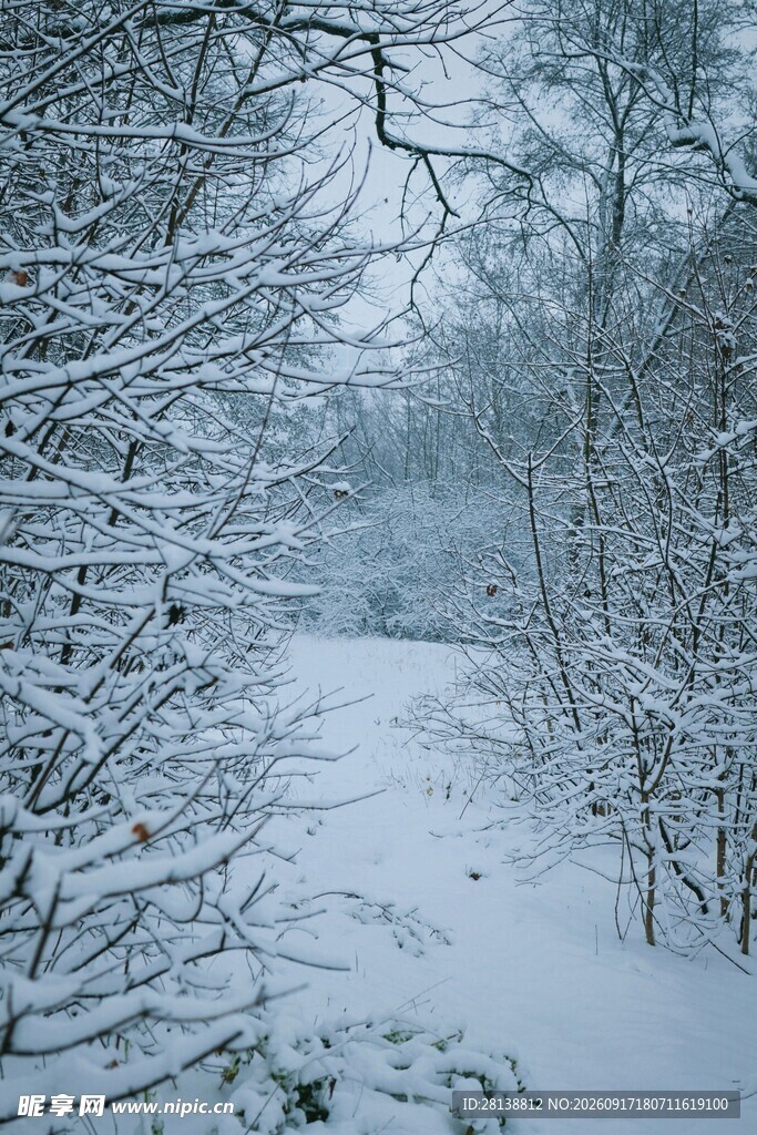 冬日雪覆树林静谧景象