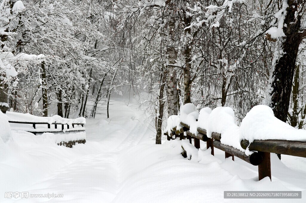 雪覆林间长椅的静谧景致