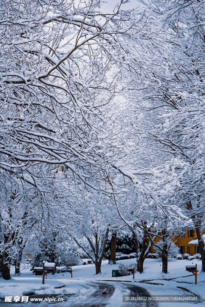 雪覆树林的冬日静谧景象