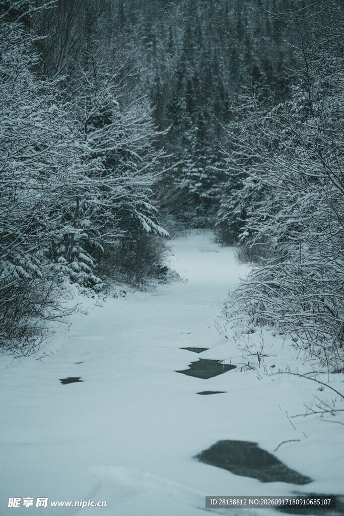 冬日雪覆林间溪流