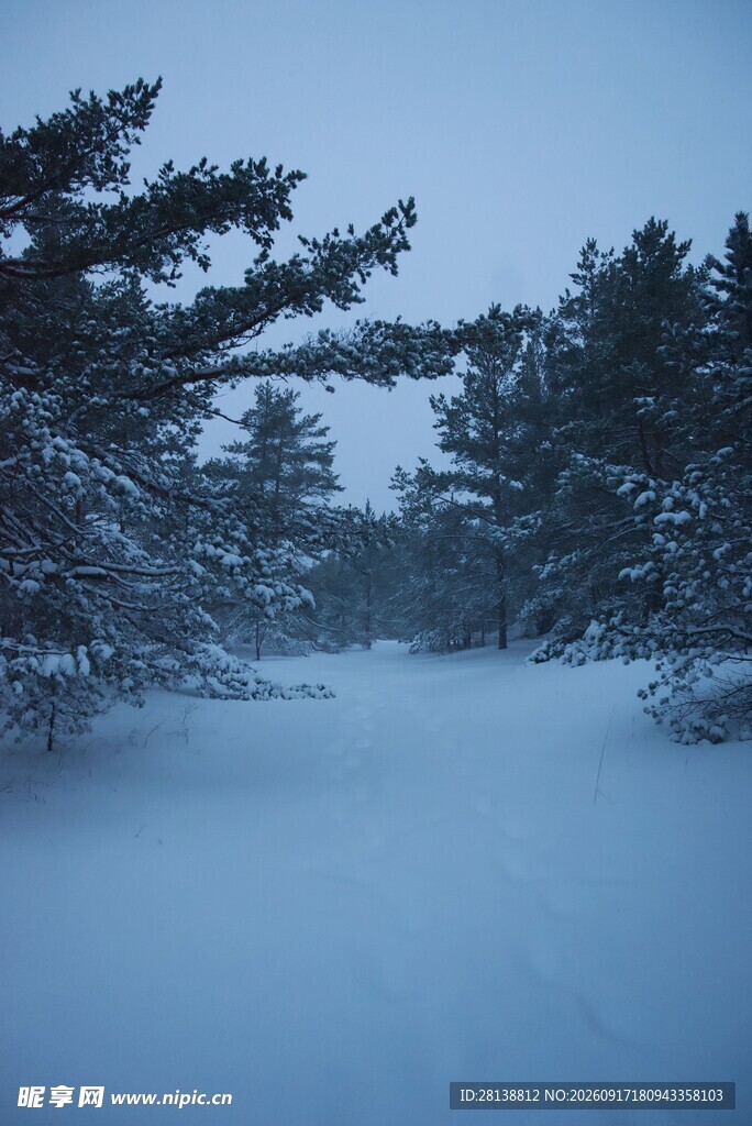 雪后林间雪景图