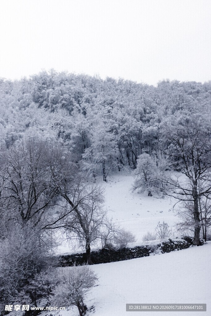冬日雪景中的静谧树林