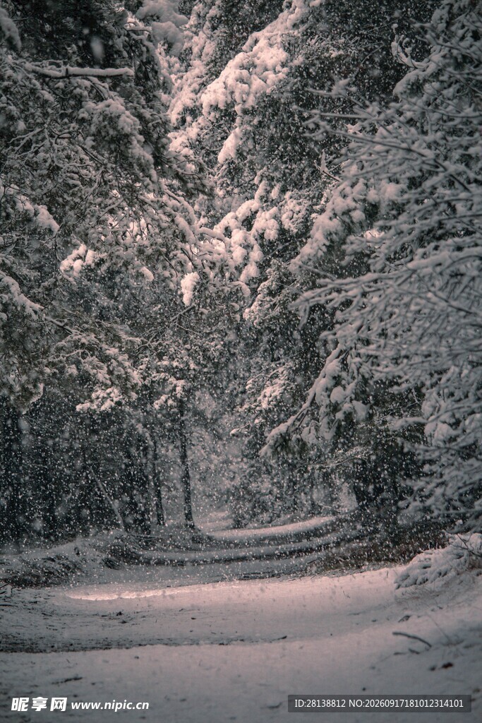 雪覆林间小道