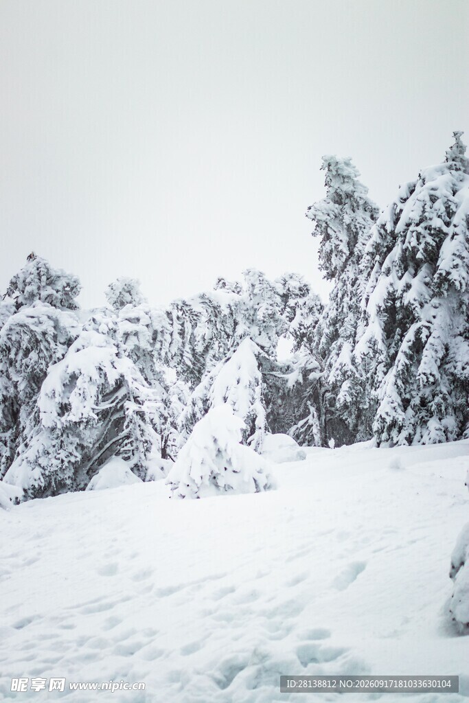 冬日雪景中的覆雪树木