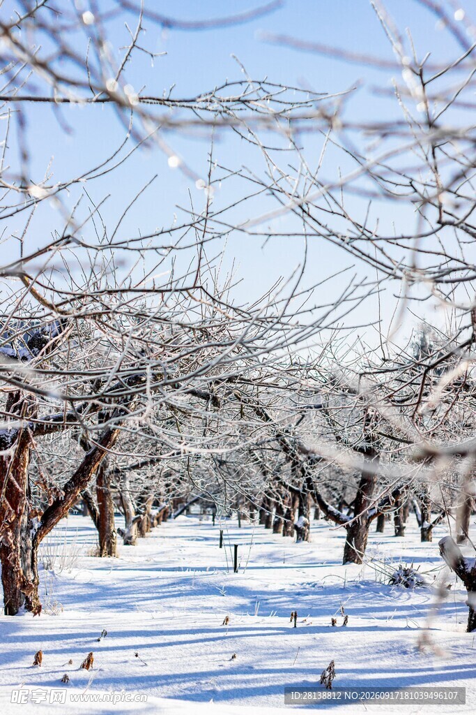 冬日雪覆树林美景