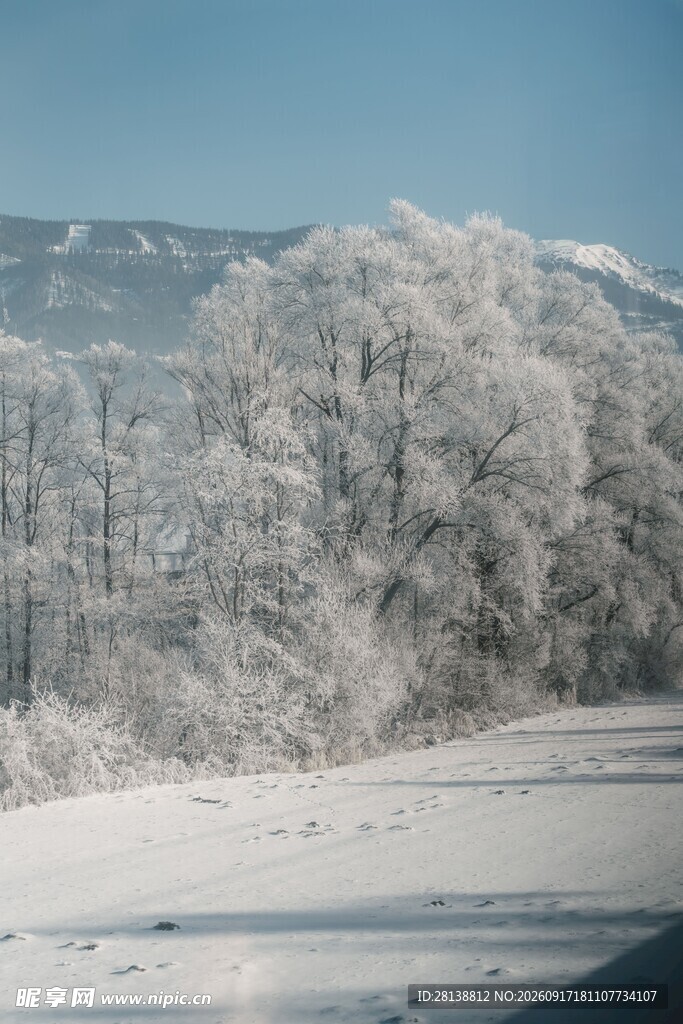 冬日雪景中的银白树林