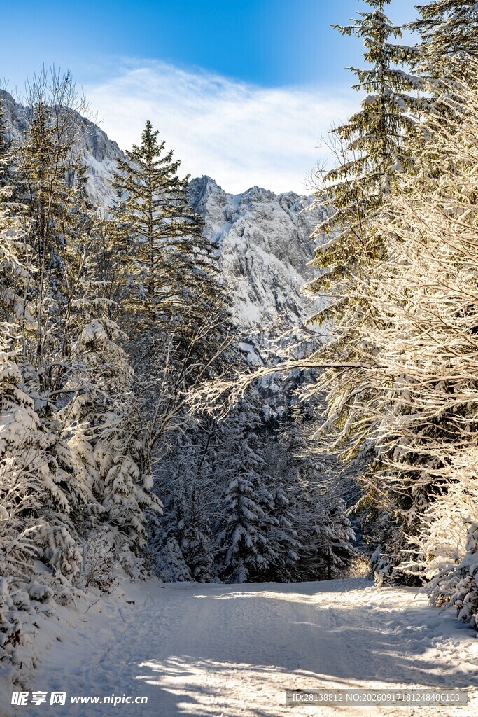冬日雪覆山林美景