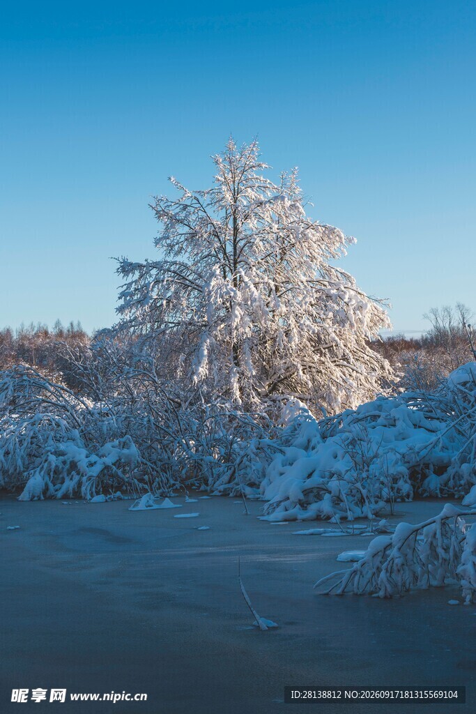 冬日雪景中的银白树木