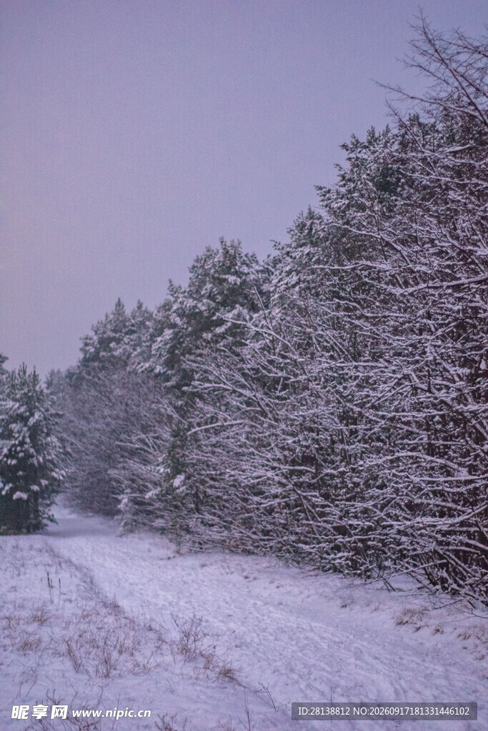 冬日雪覆林间小路